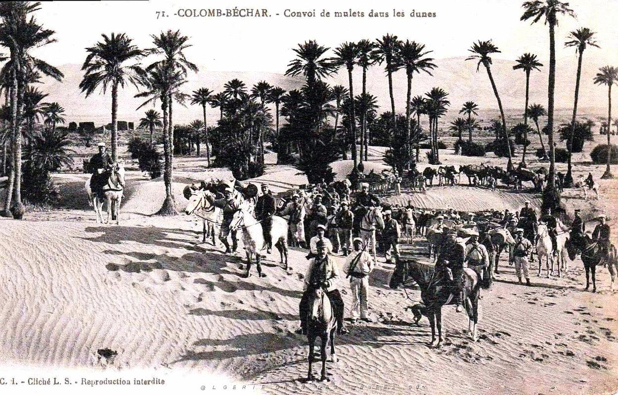 Colomb-Bechar - Convoi de Mulets dans les Dunes.jpg